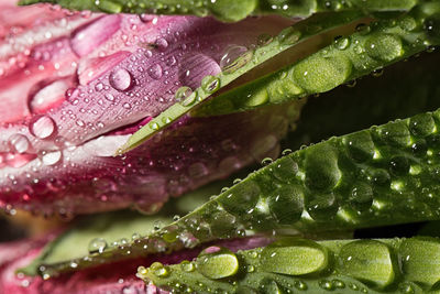 Close-up of water drops on leaves