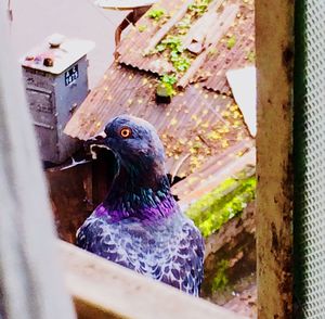 Close-up of bird perching outdoors