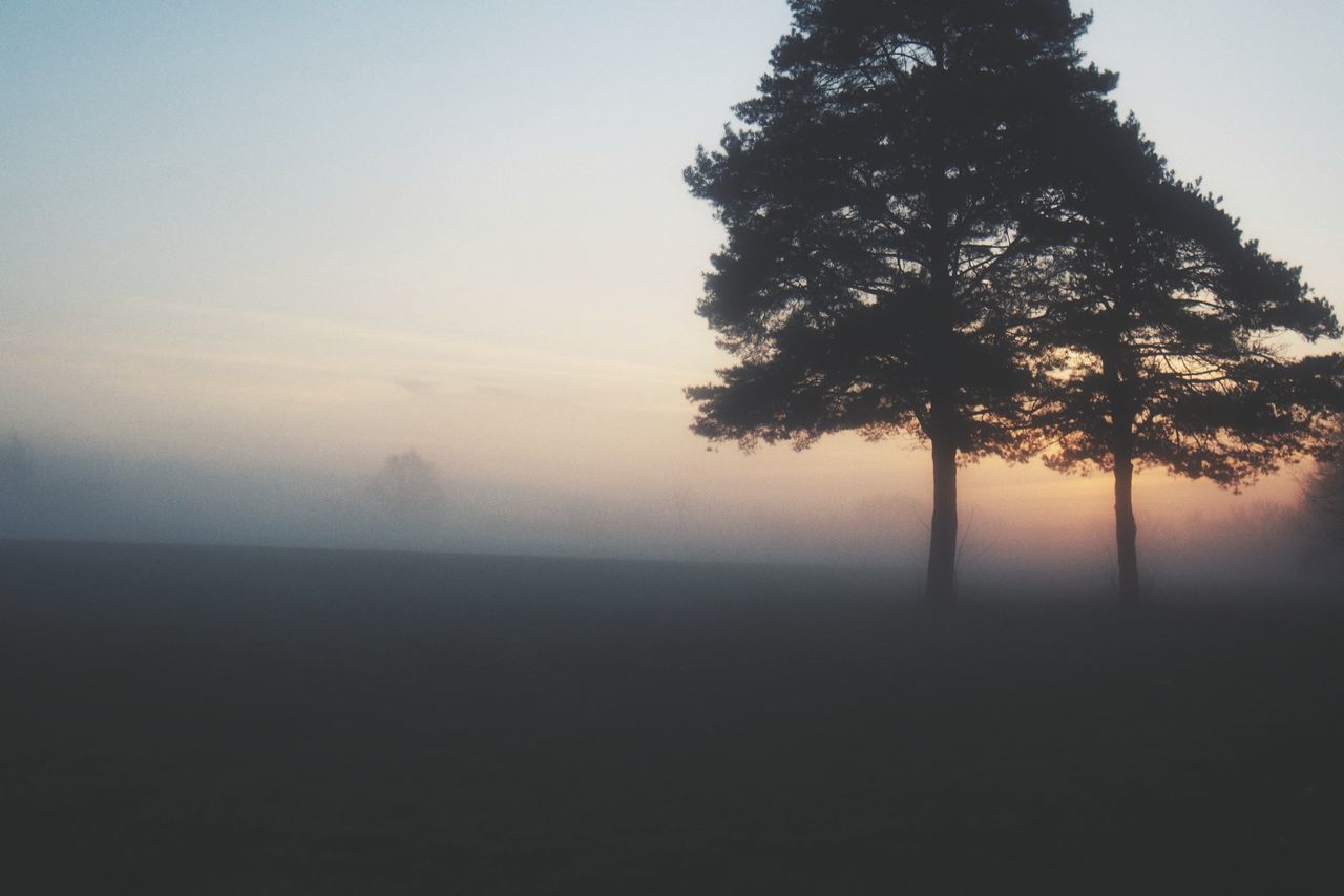 SILHOUETTE TREES AGAINST SKY DURING SUNSET