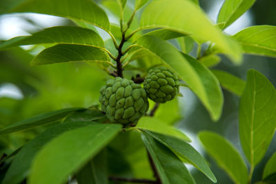 Close-up of fruits growing on plant