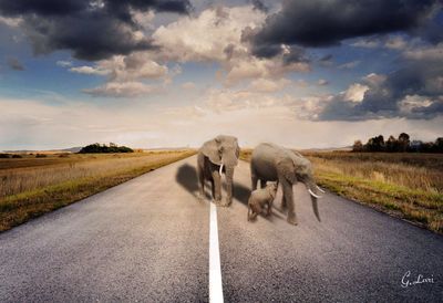 View of horse cart on road