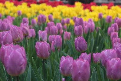 Close-up of  tulips in field