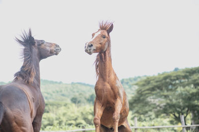 View of a horse