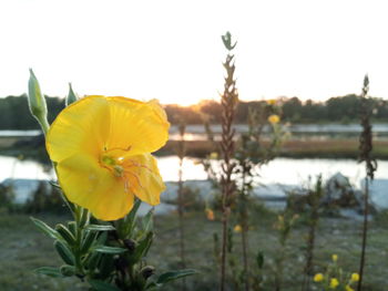 Close-up of yellow flowering plant against sky