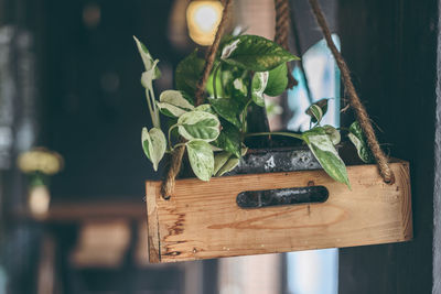 Green loach plant in handing wooden box against black wall decorate the interior. handmade