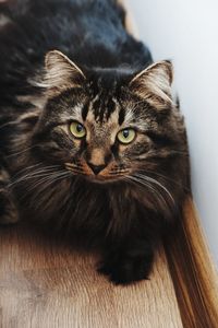 Close-up portrait of cat