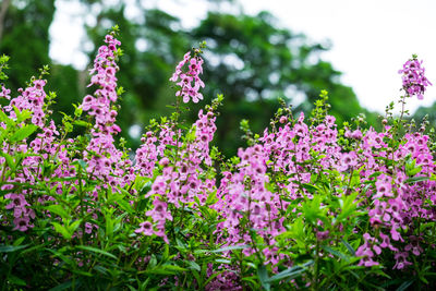 Close-up of pink flowering plants on field