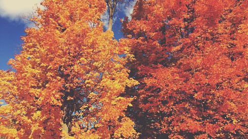 Low angle view of trees