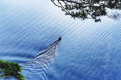 High angle view of bird swimming in mirror lakes
