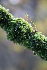 Close-up of plant