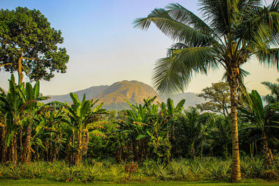 tropical climate