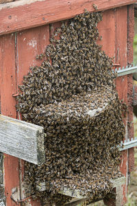 Close-up of bees on a wood