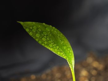 Close-up of wet plant