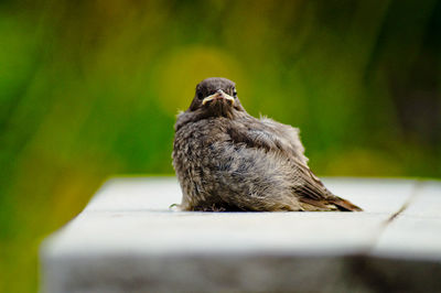 Close-up of young sparrow