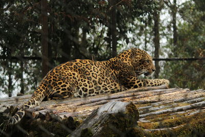 Close-up of a cat in the forest