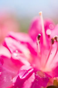 Close-up of insect on pink flower