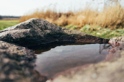 Close-up of leaf on water