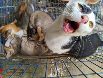 Close-up of cats on the floor