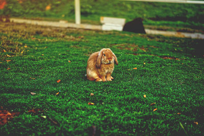 A rabbit lying on grass