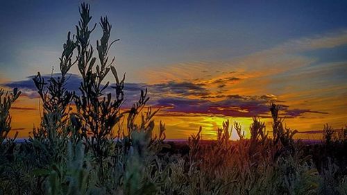 Plants growing on field at sunset