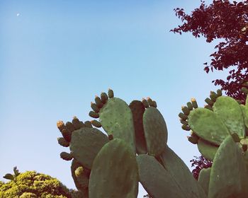 Low angle view of prickly pear cactus against clear blue sky