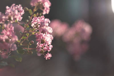 Close-up of pink flowering plant