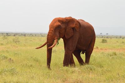 Elephant in a field