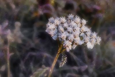 Close-up of flowering plant during winter