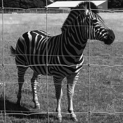 Zebra standing on field