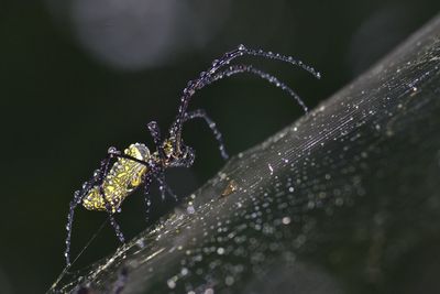 Close-up of insect on plant