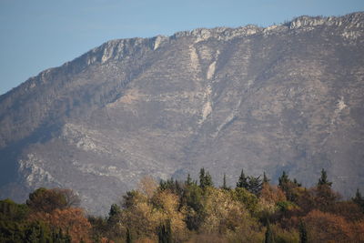 Low angle view of trees on mountain against sky
