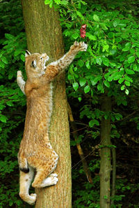 View of tree trunk