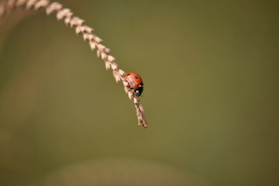 Close-up of insect on leaf