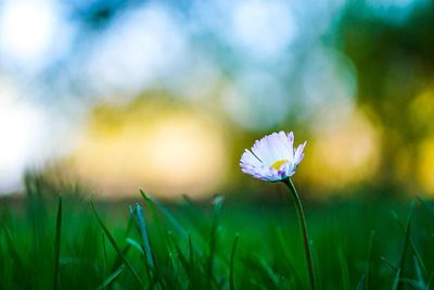 Close-up of flower growing in field