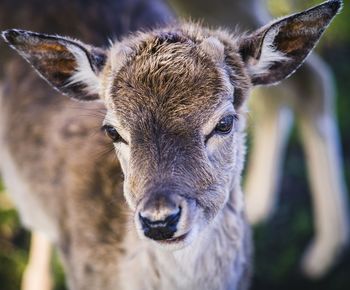 Close-up portrait of deer on field