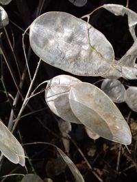 Close-up of plant