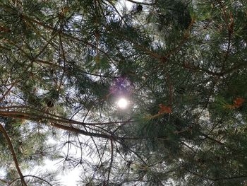 Low angle view of trees against sky