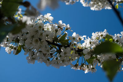 Low angle view of cherry blossoms against sky