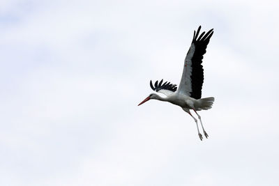 Low angle view of seagull flying