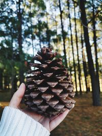 Midsection of person holding pine cone in forest