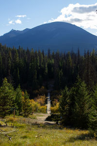 wilderness
