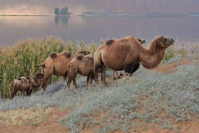 1147 group of bactrian camels-e.bank of sumu barun jaran lake. badain jaran desert-nei mongol-china.