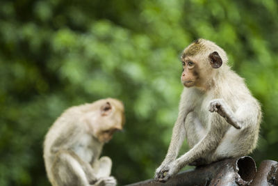 Monkeys sitting outdoors