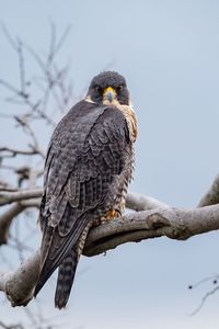 Close-up of bird perching on branch