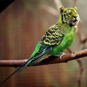 Close-up of parrot perching on branch