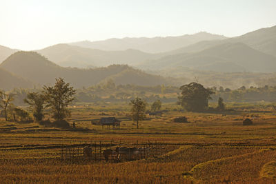 Scenic view of agricultural field against sky