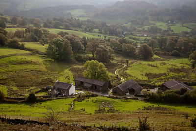 Scenic view of grassy field