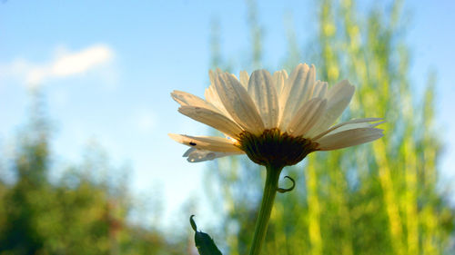 Close-up of fresh flower blooming against sky