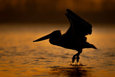 Bird flying over lake