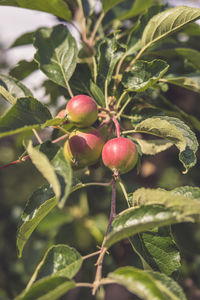 Close-up of apples growing on tree